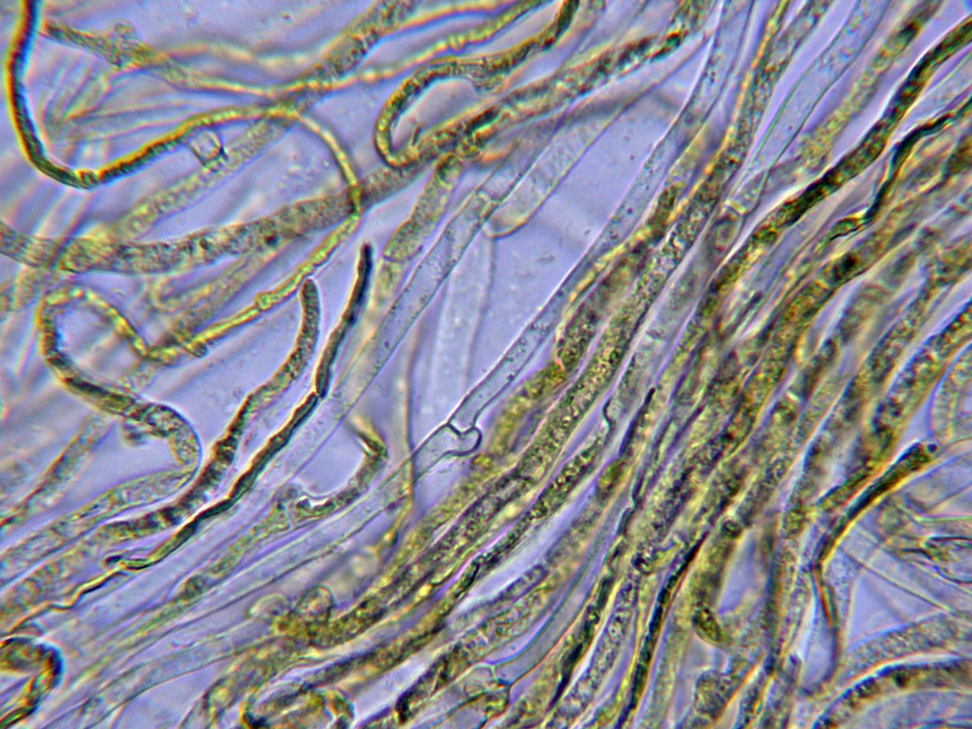 10 - Suprapellis agua -001